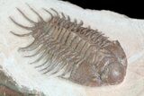 Crotalocephalus Trilobite - Jorf, Morocco #72485-1